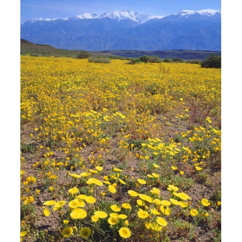 CA, Sierra Nevada flowers in the Owens Valley